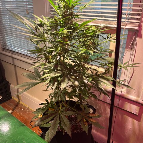 Christmas  growlog timeline photo