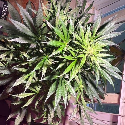 Christmas  growlog timeline photo