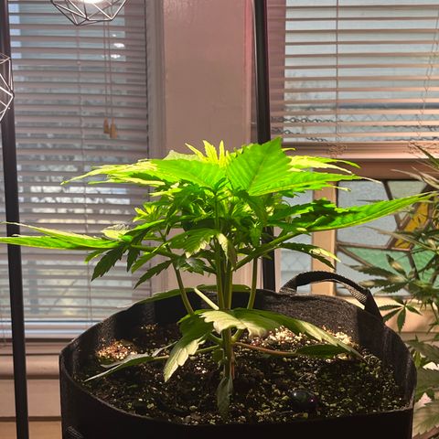 Gidget  growlog timeline photo