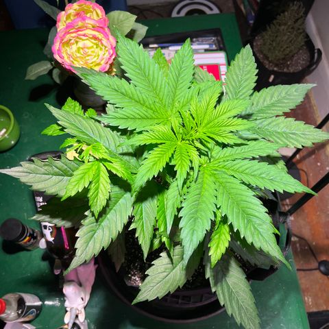 Gidget  growlog timeline photo