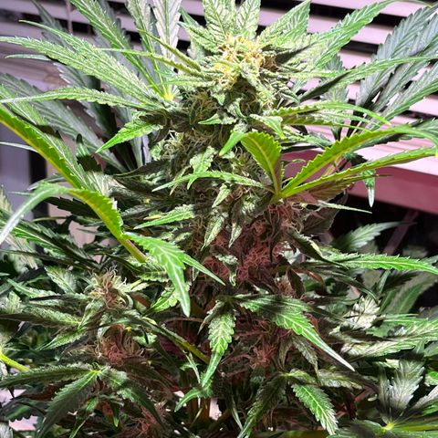 Christmas  growlog timeline photo