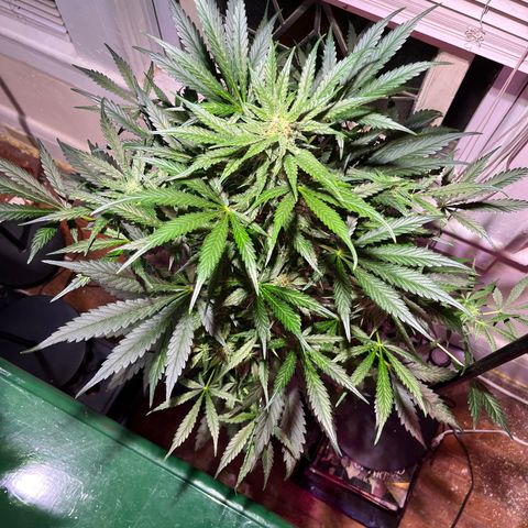Christmas  growlog timeline photo