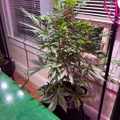 Christmas  growlog timeline photo