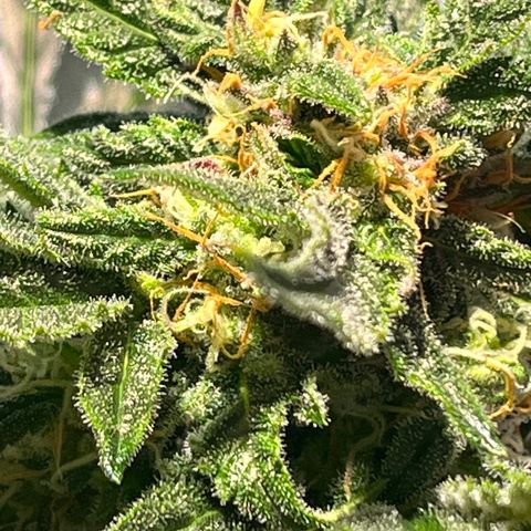 Christmas  growlog timeline photo