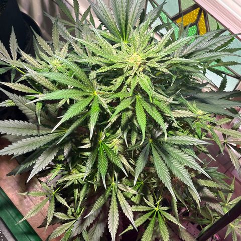 Christmas  growlog timeline photo