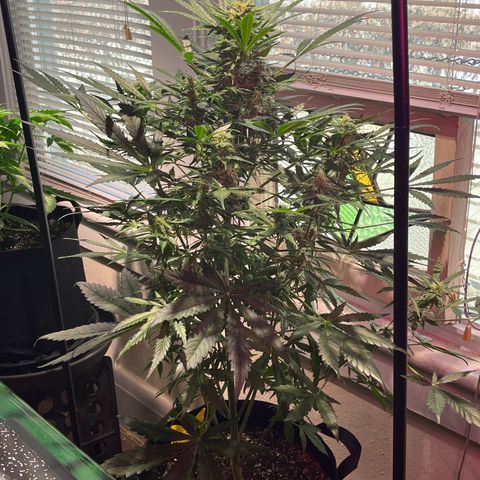 Christmas  growlog timeline photo