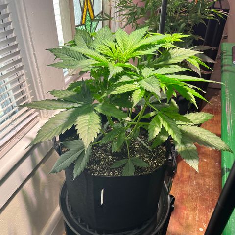 Gidget  growlog timeline photo