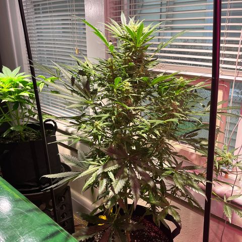 Christmas  growlog timeline photo