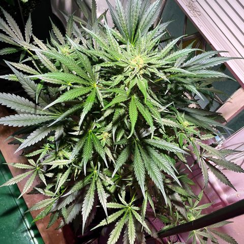 Christmas  growlog timeline photo