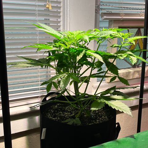 Gidget  growlog timeline photo