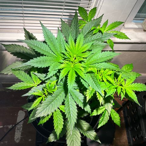 Gidget  growlog timeline photo