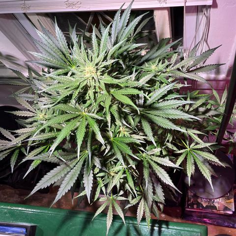 Christmas  growlog timeline photo