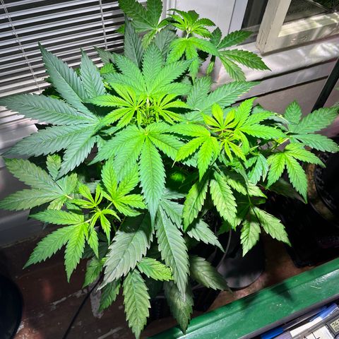 Gidget  growlog timeline photo