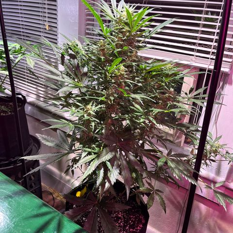 Christmas  growlog timeline photo