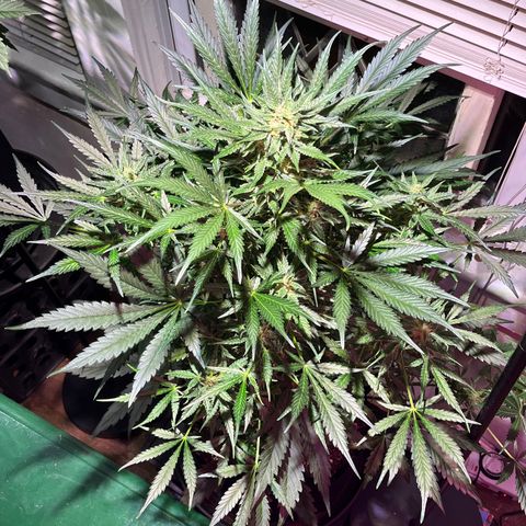 Christmas  growlog timeline photo