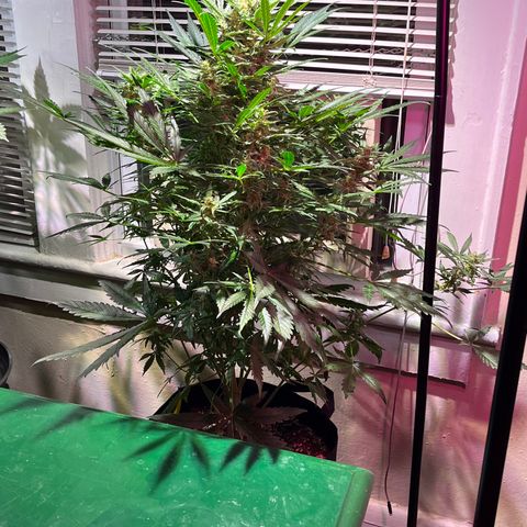 Christmas  growlog timeline photo