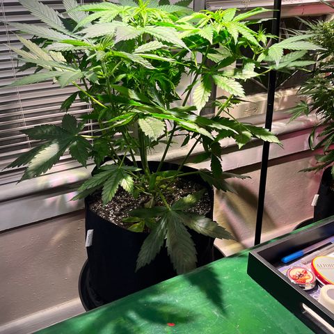 Gidget  growlog timeline photo