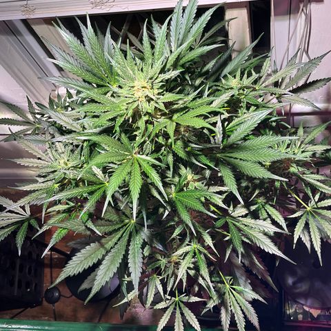 Christmas  growlog timeline photo