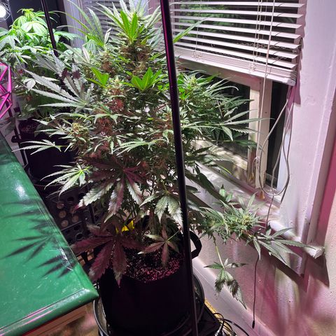 Christmas  growlog timeline photo
