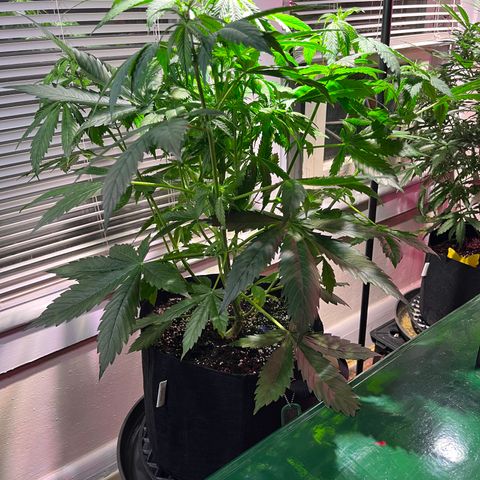 Gidget  growlog timeline photo