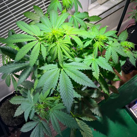 Gidget  growlog timeline photo