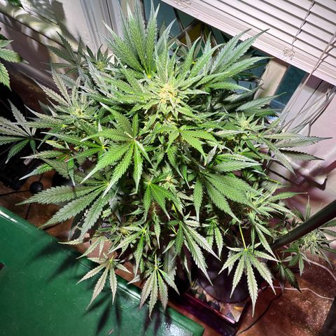 Christmas  growlog timeline photo