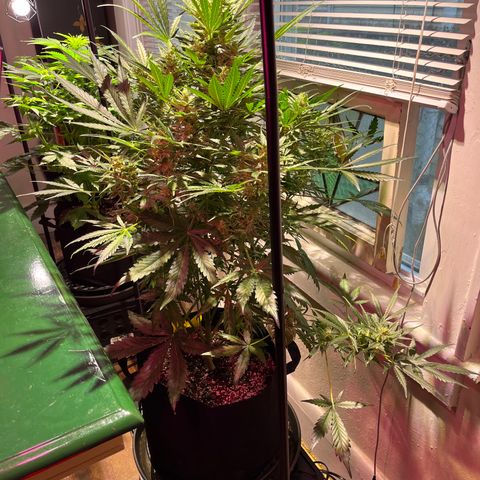 Christmas  growlog timeline photo