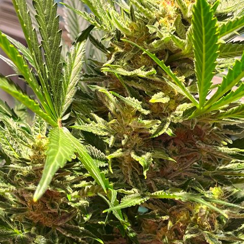 Christmas  growlog timeline photo