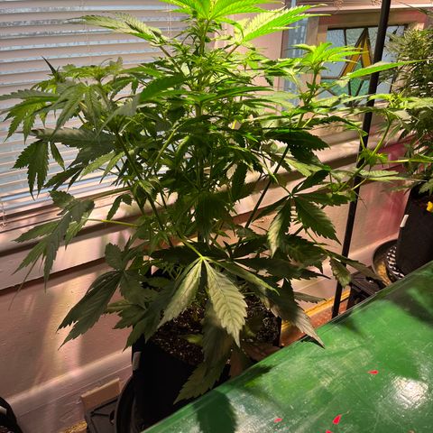 Gidget  growlog timeline photo