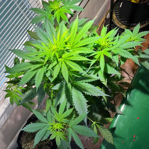 Gidget  growlog timeline photo
