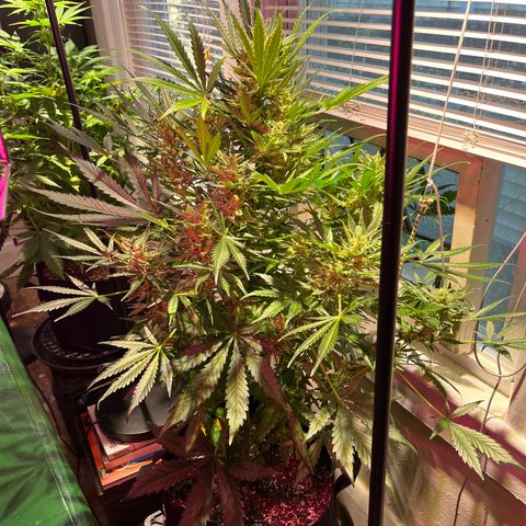 Christmas  growlog timeline photo