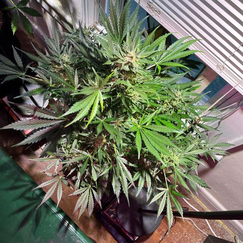 Christmas  growlog timeline photo