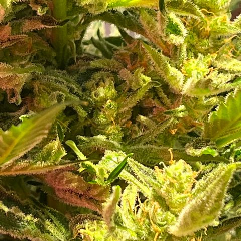 Christmas  growlog timeline photo