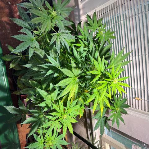 Gidget  growlog timeline photo