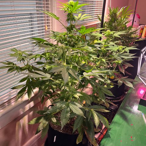 Gidget  growlog timeline photo