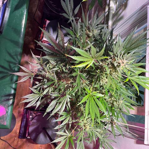 Christmas  growlog timeline photo
