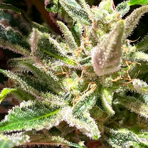 Christmas  growlog timeline photo