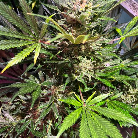 Christmas  growlog timeline photo