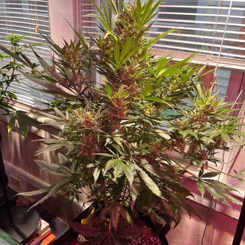 Christmas  growlog timeline photo