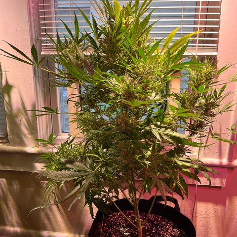 Christmas  growlog timeline photo