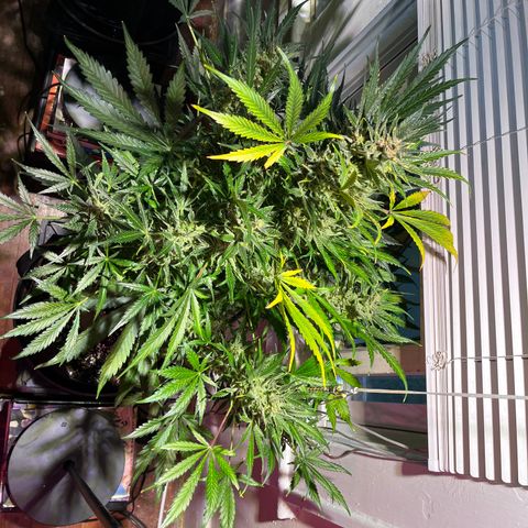 Christmas  growlog timeline photo
