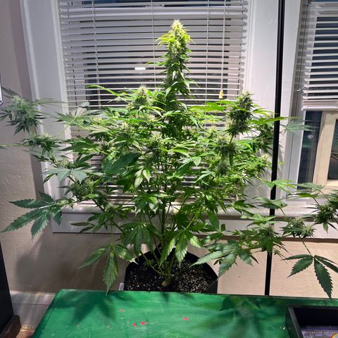 Gidget  growlog timeline photo