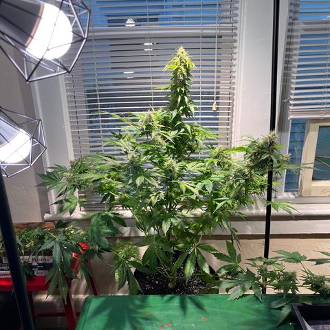 Gidget  growlog timeline photo