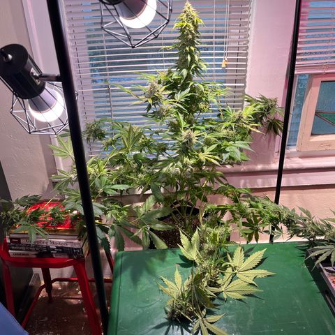 Gidget  growlog timeline photo