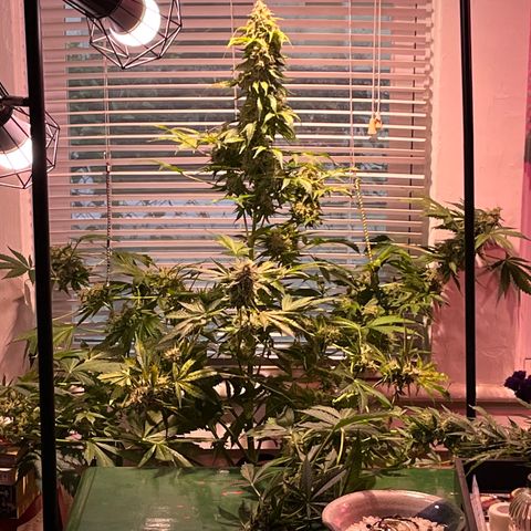 Gidget  growlog timeline photo
