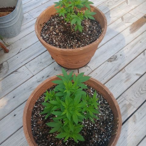 Nurf Mystery Tree growlog timeline photo