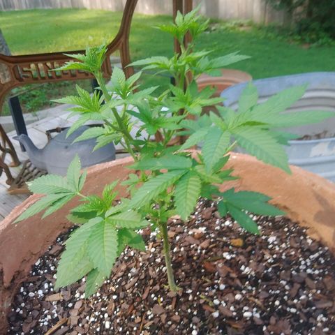 Nurf Mystery Tree growlog timeline photo