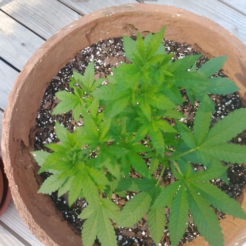 Nurf Mystery Tree growlog timeline photo