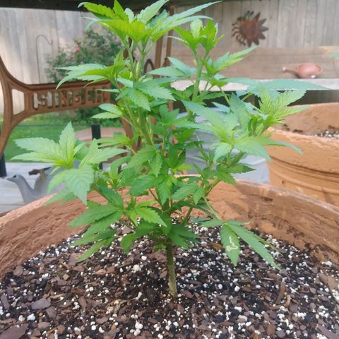 Nurf Mystery Tree growlog timeline photo