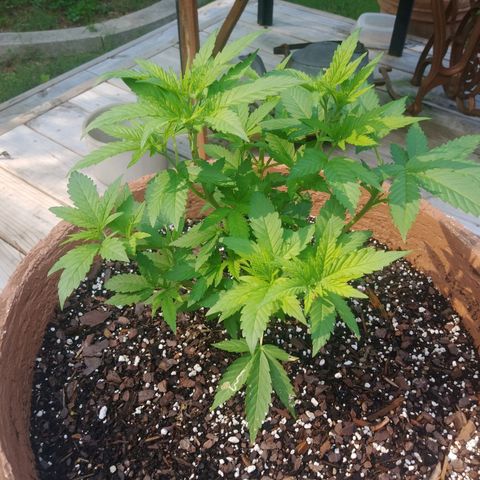 Nurf Mystery Tree growlog timeline photo